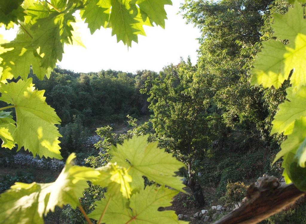 Holiday Home Loznati ツレス エクステリア 写真