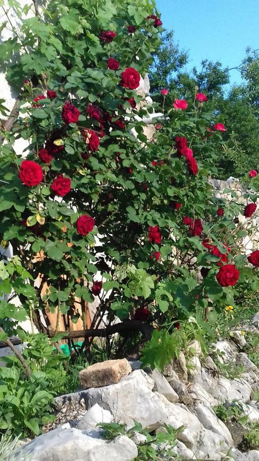 Holiday Home Loznati ツレス エクステリア 写真